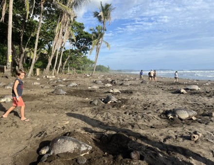 Ostional Turtle Arribada – An Unforgettable Costa Rica Experience